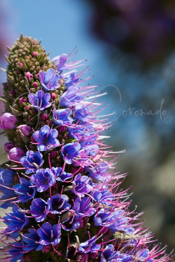 Lilac Locw Art | GalleryCoronado