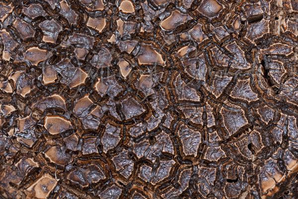 Marbled Art | GalleryCoronado
