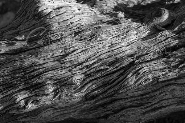 GalleryCoronado_TreeTrunk
