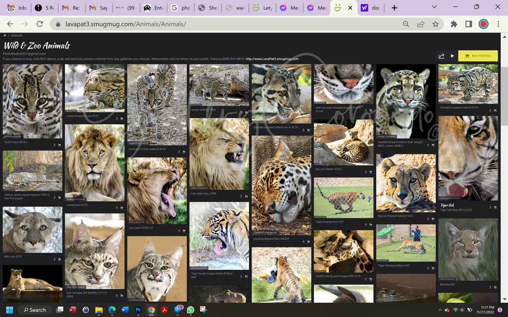 Wildcats Photos Patricia Art | GalleryCoronado