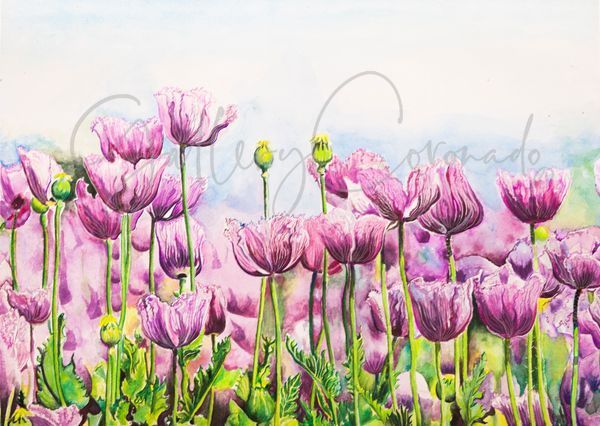 Tulips  P Art | GalleryCoronado
