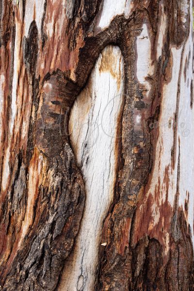Bark Up A Tree, Piestewa Art | GalleryCoronado