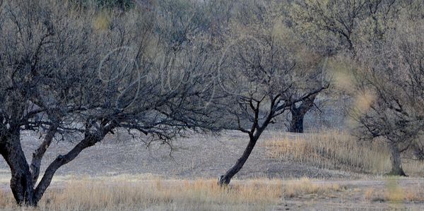 Trees To Please Art | GalleryCoronado