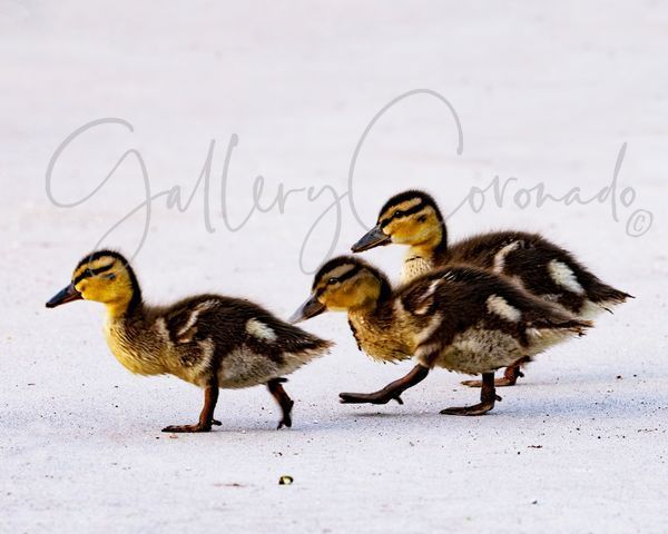 Three Ducklings Art | GalleryCoronado