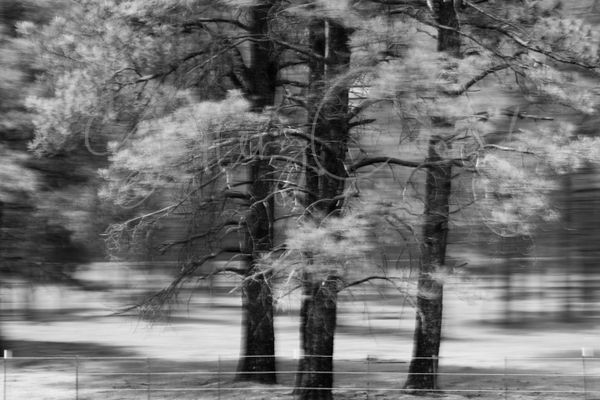 Blur pine tree