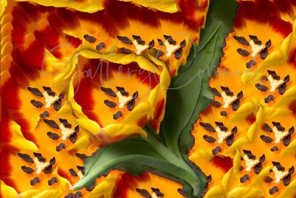 Petal Power, Stacked Art | GalleryCoronado