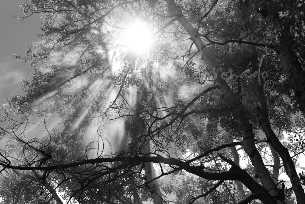 Angel Rays