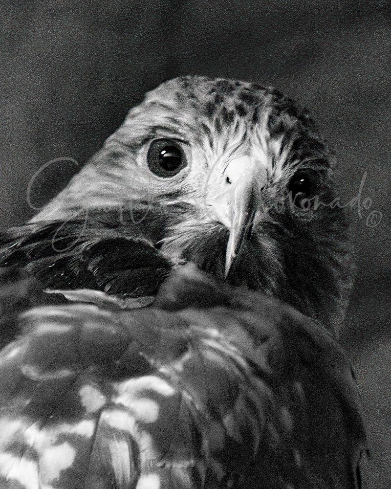 Hawk Back Look At U 913 914 Crop Art | GalleryCoronado