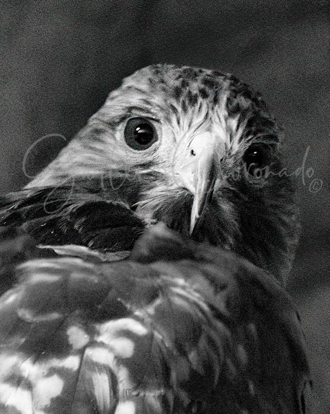 Hawk Back Look At U 913 914 Crop Art | GalleryCoronado