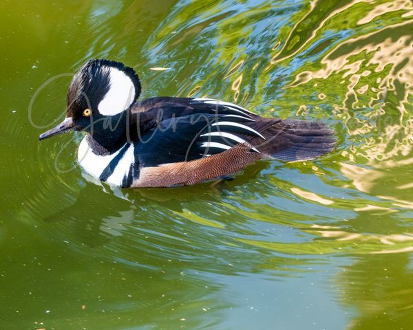Hooded Merganser Duck AI 1345cf Pro C Art | GalleryCoronado