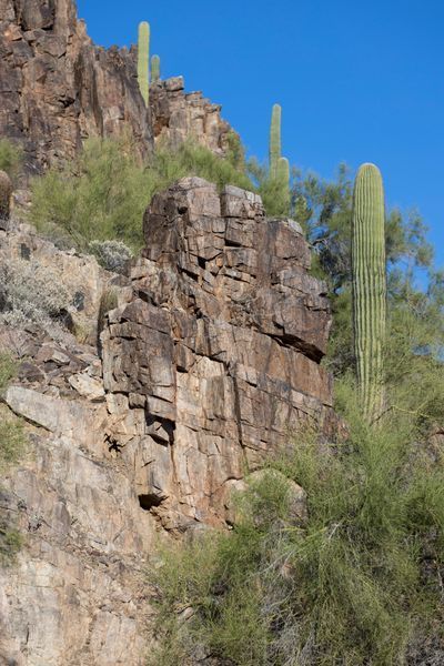 Mountain Saguaro Art | GalleryCoronado