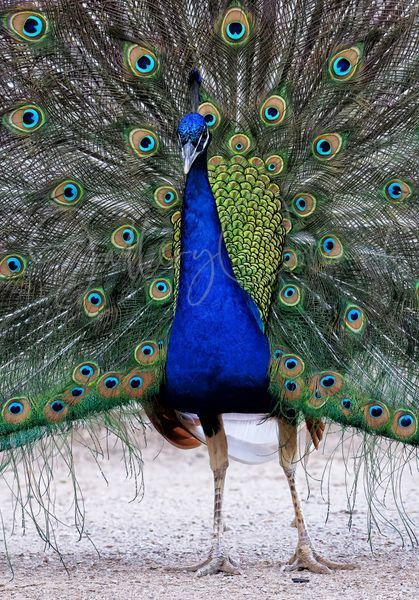 Peacock Closer 0279 Art | GalleryCoronado