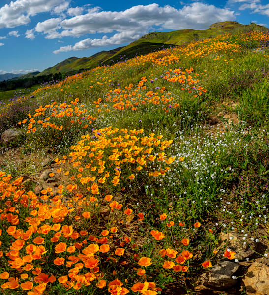 Nature and Flowers