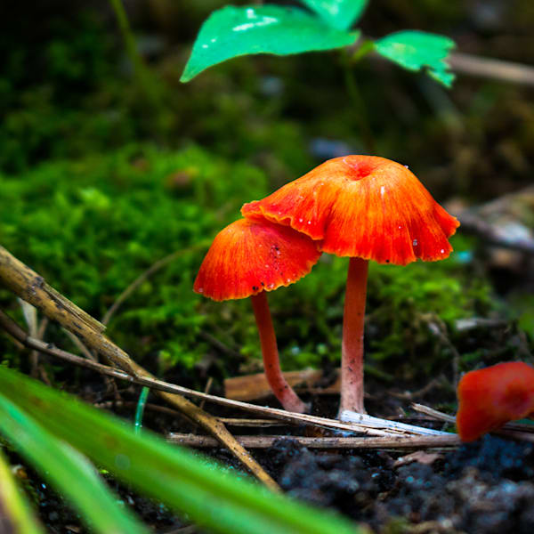 Nature