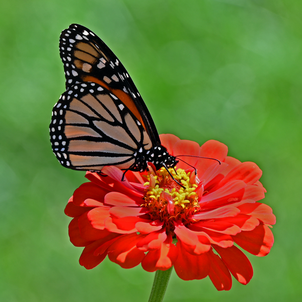 Nature