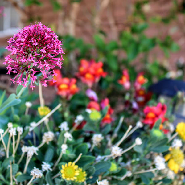 Flora & Fauna