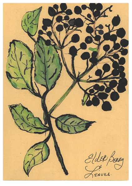 The Herbal Artist
