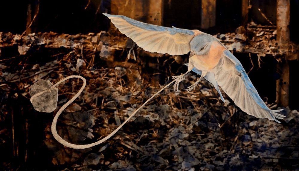 Bluebird tied to a rock fine art print