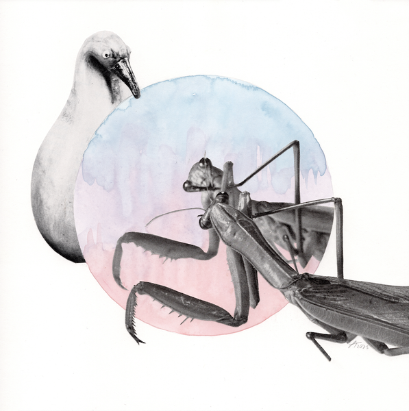 mantis in the mirror original art