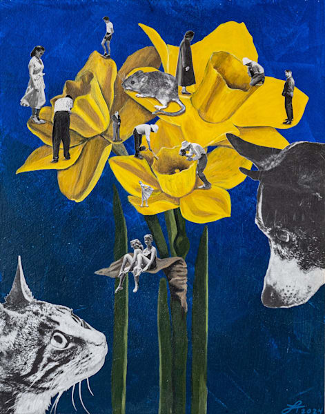 Daffodils (Pursuit)