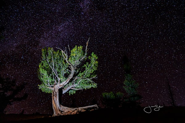 Bristlecone View Ranch
