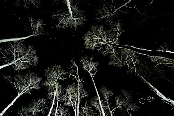 Trees