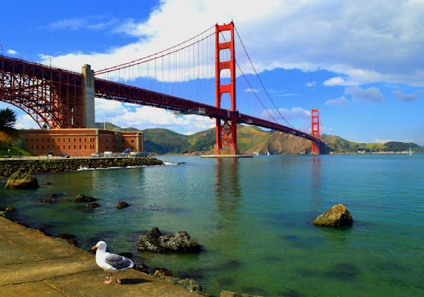 GOLDEN GATE BRIDGE WITH SEAGULL ON GROUND