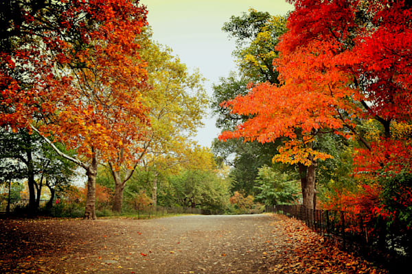CENTRAL PARK IN AUTUMN - ORANGE TREES