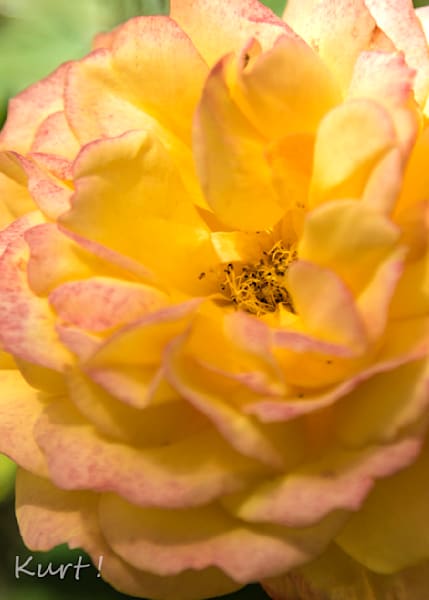 Flora and Fauna