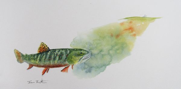 Rising Brook Trout Art | Ian Rutter Art