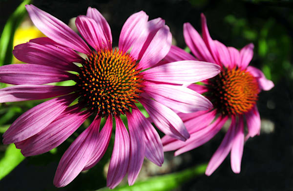 Flowers & Flowerscapes