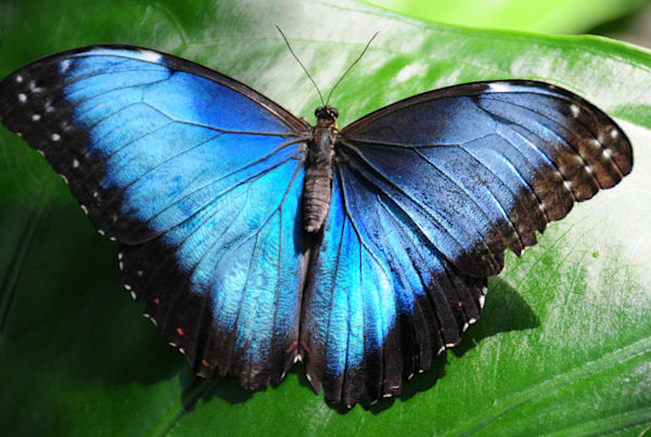 BUTTERFLIES and DRAGONFLIES