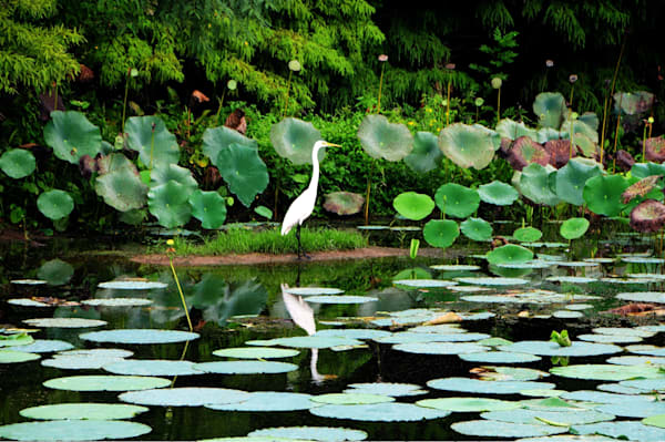 Lakes and Ponds