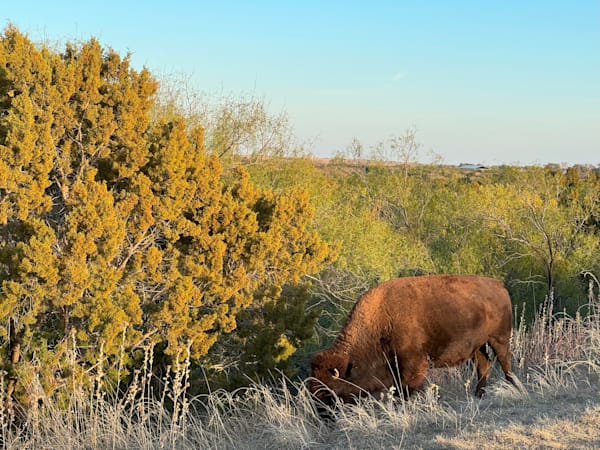 Texas state bison herd Photography Art | richardporter
