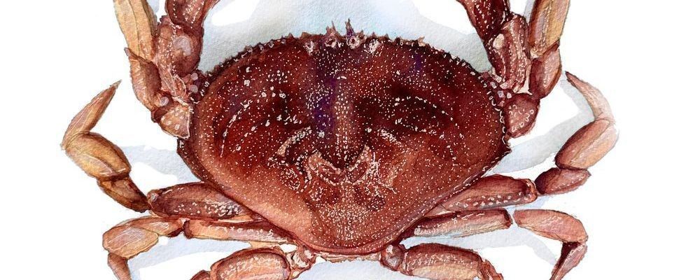 
        <div class='title'>
          Dungeness adult
        </div>
       
        <div class='description'>
          
        </div>
      