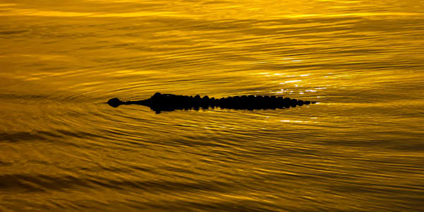 Wildlife