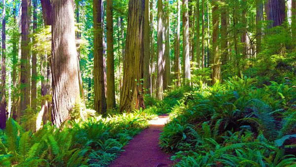 Forest Bathing