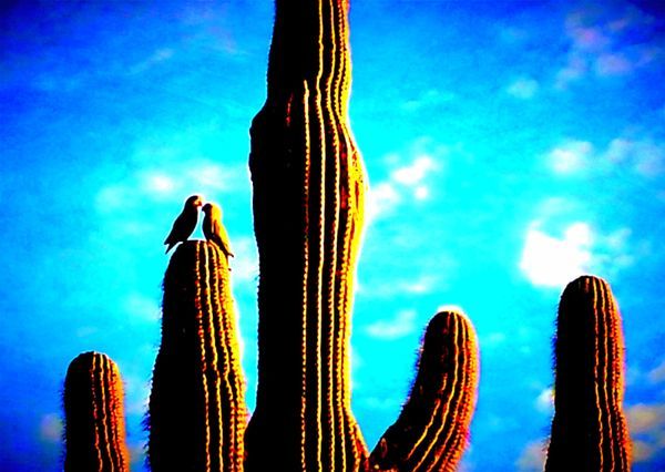 Fauna Wildlife