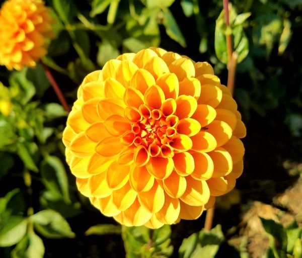 Flower Power