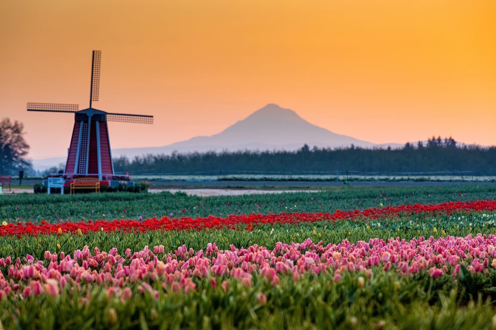 Spring Blooms - Pacific Northwest Wall Art & Gifts for a Cause