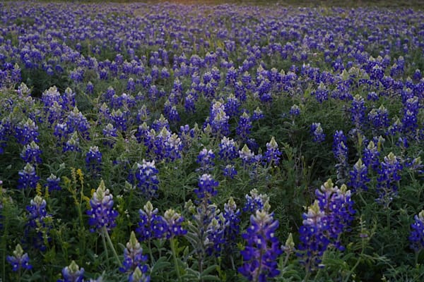 Bluebonnet Fields