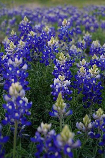 Bluebonnets #1