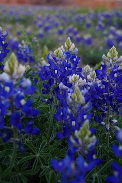 Bluebonnets #2