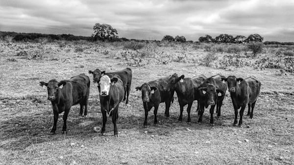 Cattle of Veramindi