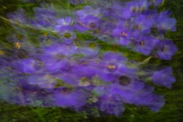 PURPLE I