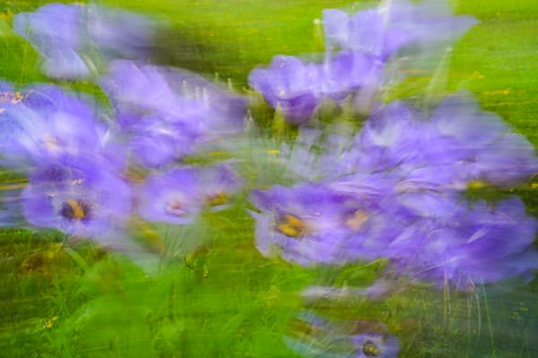 PURPLE II