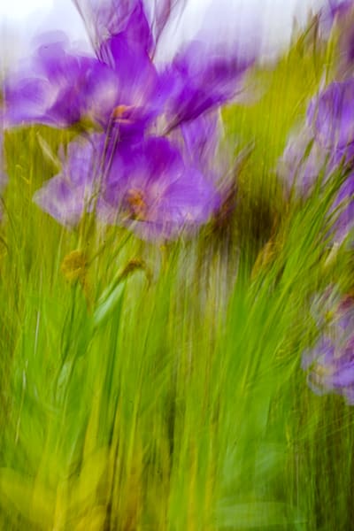 PURPLE III