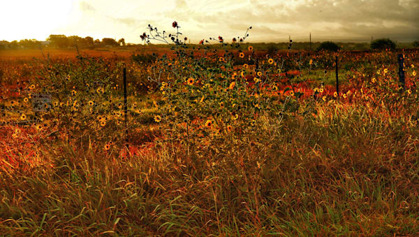 Wildflowers #1