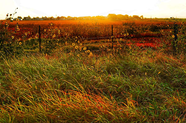 Wildflowers #2
