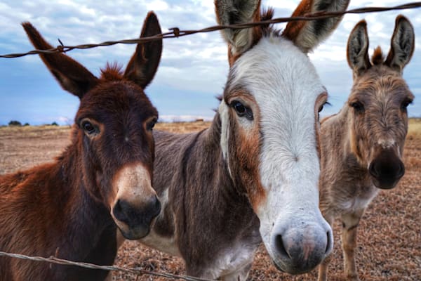 Three Happy Asses